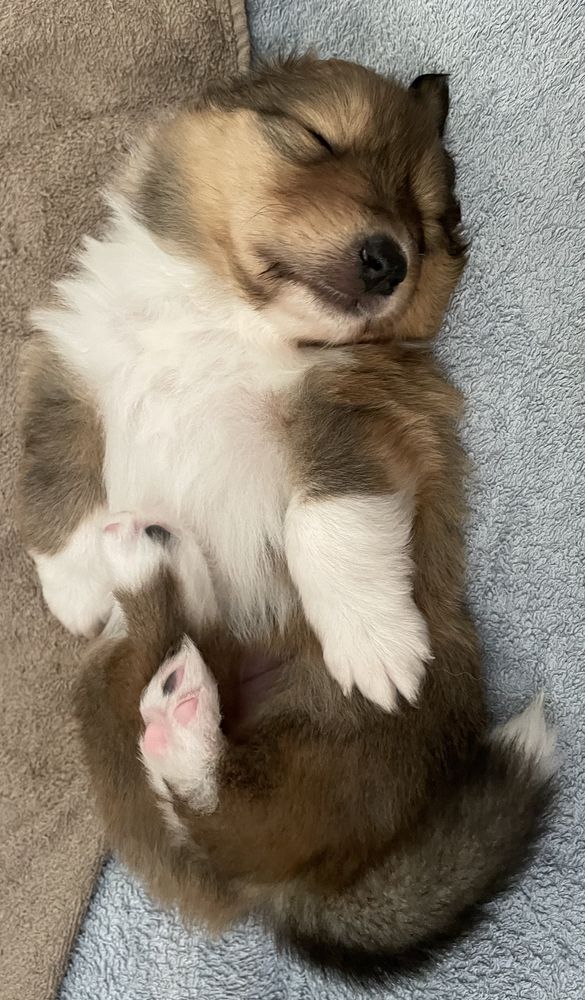 Szczeniak Owczarek Szkocki Długowłosy Collie