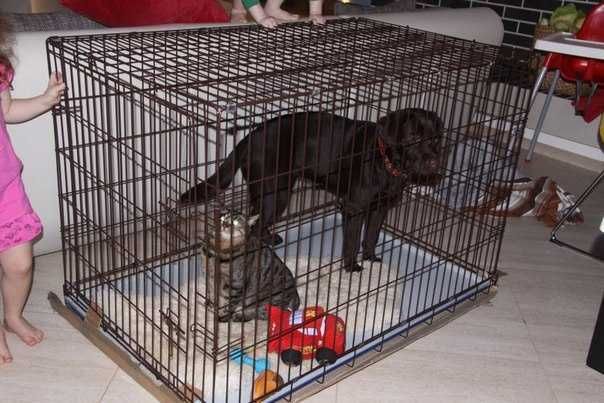 Нові клітка клетка X/S-XXL переноска манеж для собак кошек на виріст