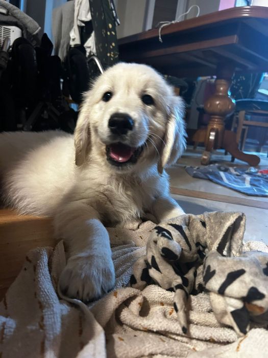 Szczeniak Golden Retriever
