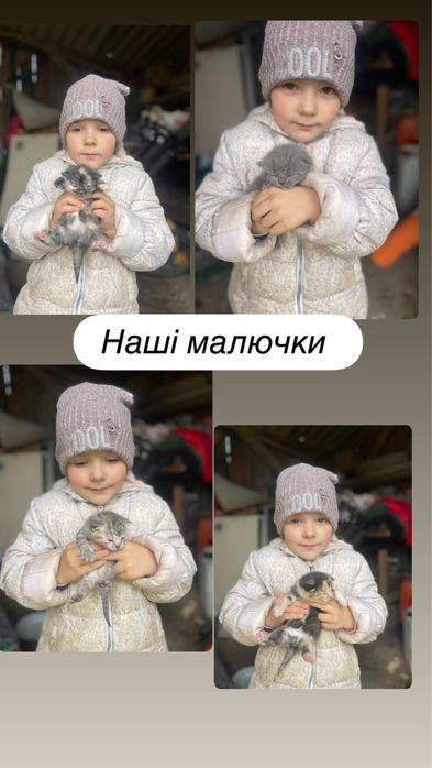 Відаються у добрі руки котики