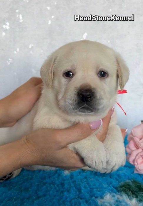 Лабрадор ретривер КСУ Щенки