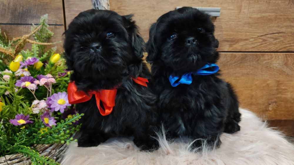 SHIH -TZU rodowodowa sunia