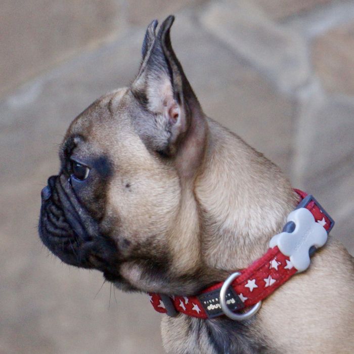 Девочка французский бульдог