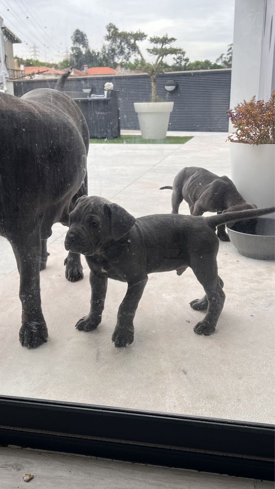 Cane corso italiano excelente exemplar