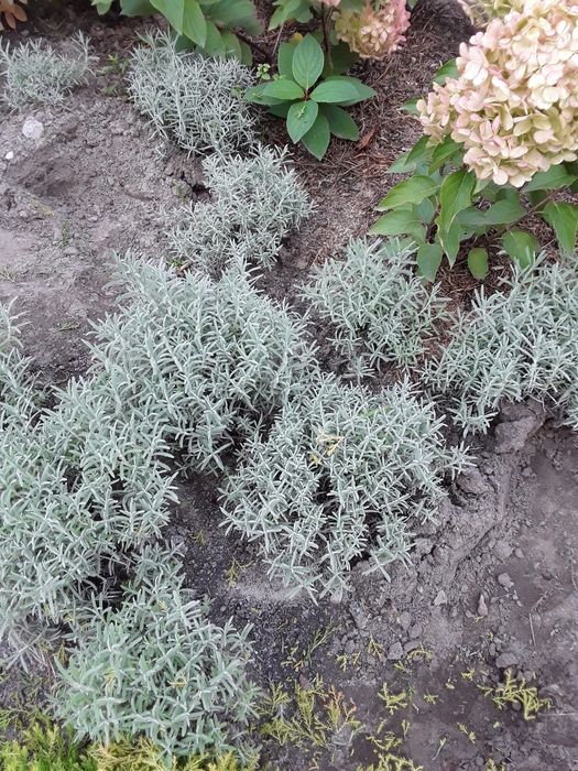 Лаванда_насіння лаванди 2025- 85грн . Кусти лаванди.