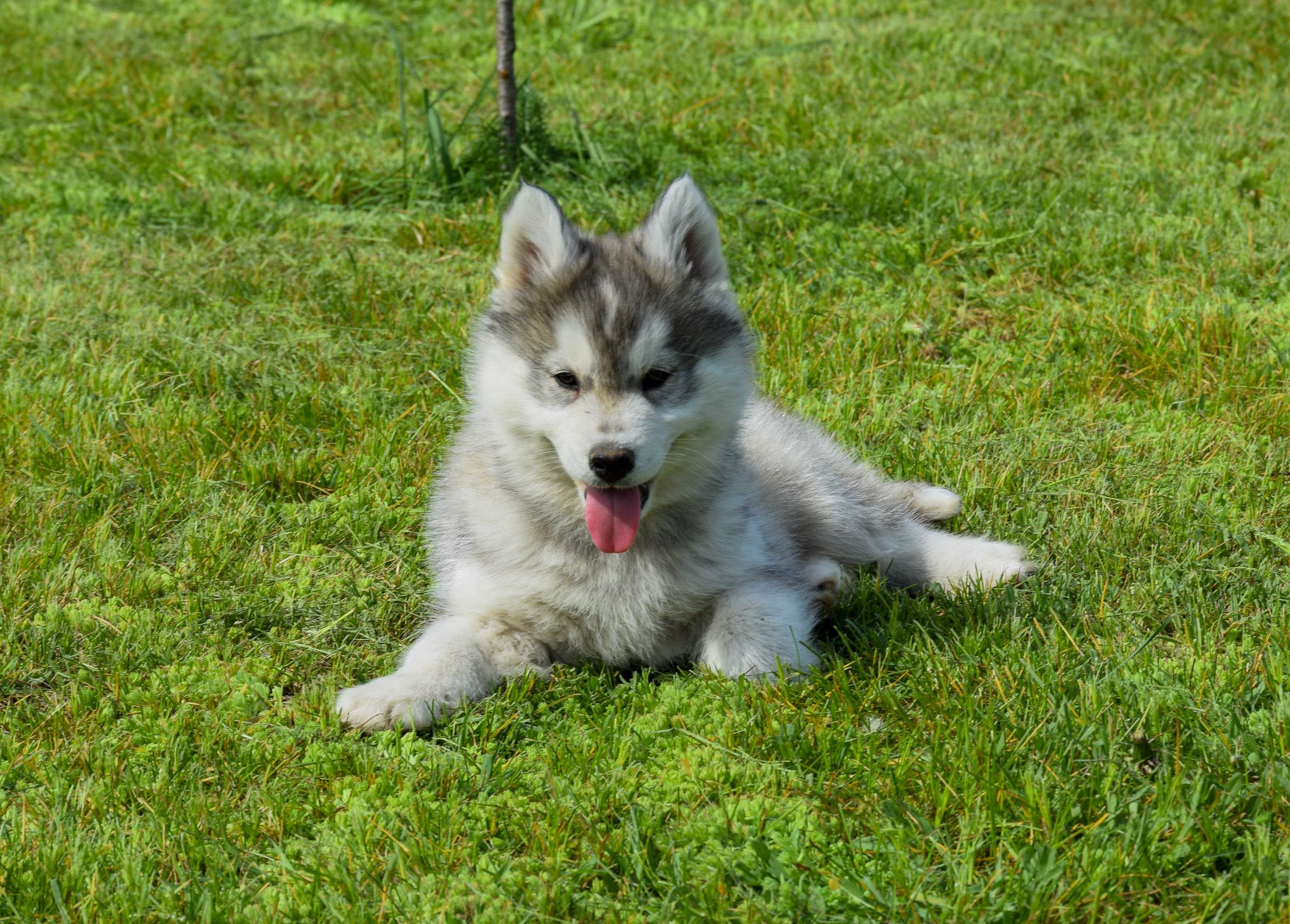 Siberian Husky Piesek