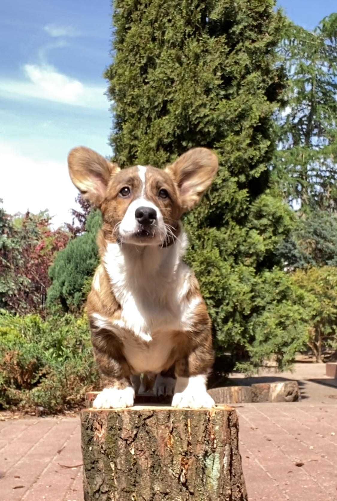 Welsh Corgi Cardigan