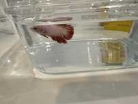Betta femea tamanho pequeno /medio