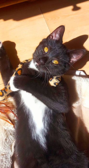 Kocurek 4 miesięczny zaszczepiony adopcja