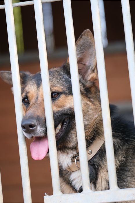 oddam pieska pieski w typie owczarka niemieckiego a drugi mix z akitą