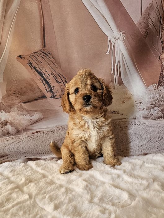 Cavapoo badania rezerwacja