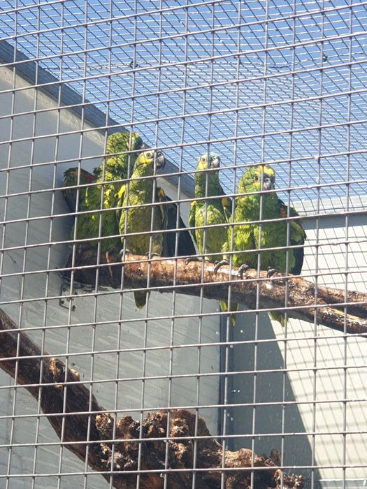 Amazonas aestiva