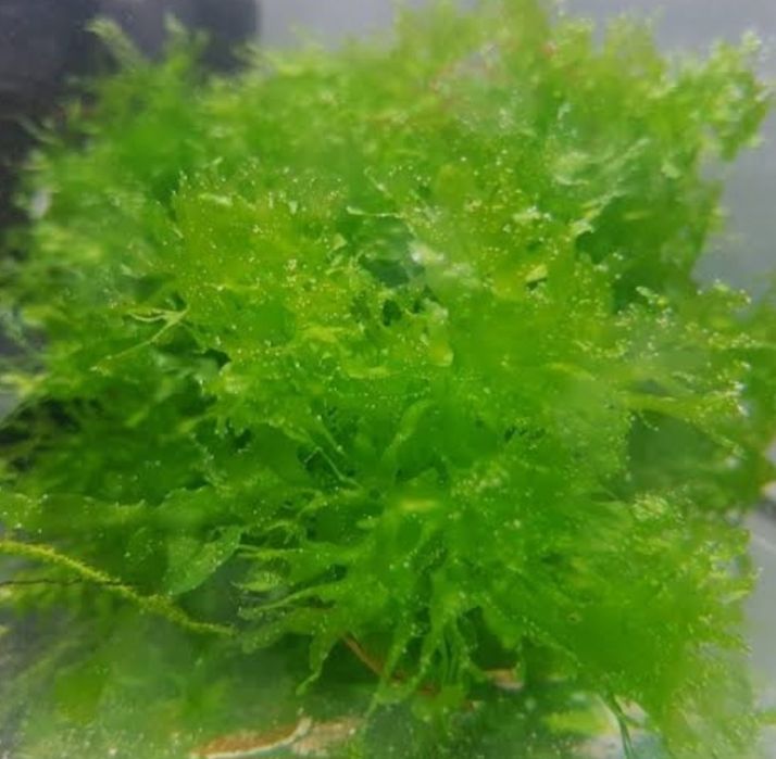 Roślina akwariowa-Pelia wątrobowiec