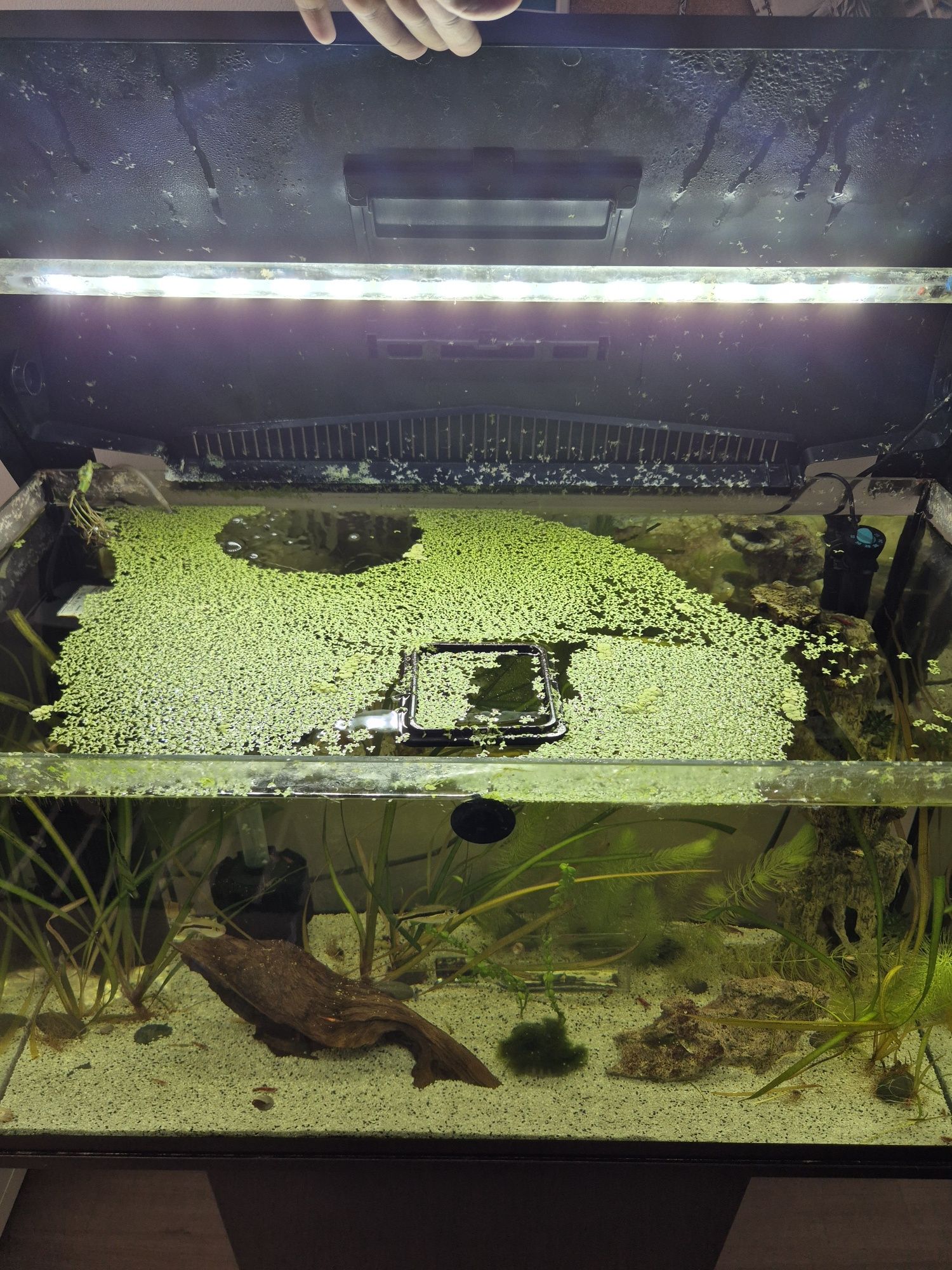 Aquário 100l com luz e termostato