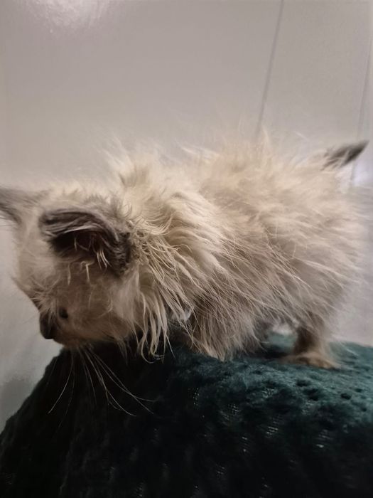 po Championach rodowód FPL FIFE Neva Masquerade kotka kot Syberyjski