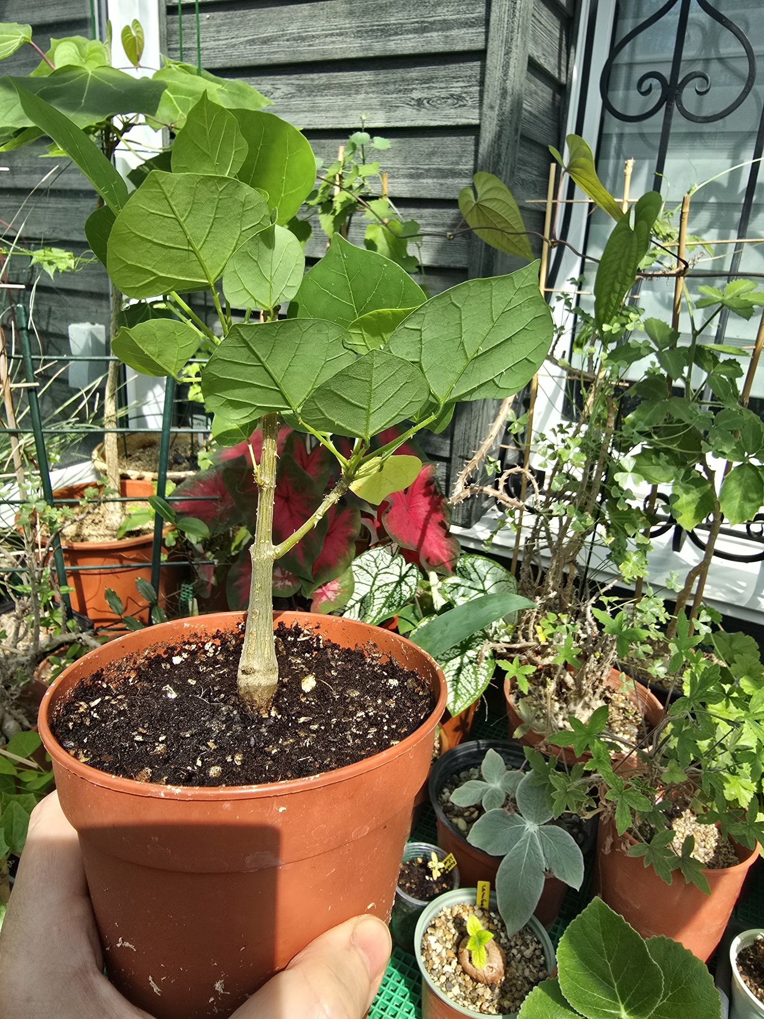 Коралловое дерево каудексное растение  (Erythrina lysistem)on 
https:/