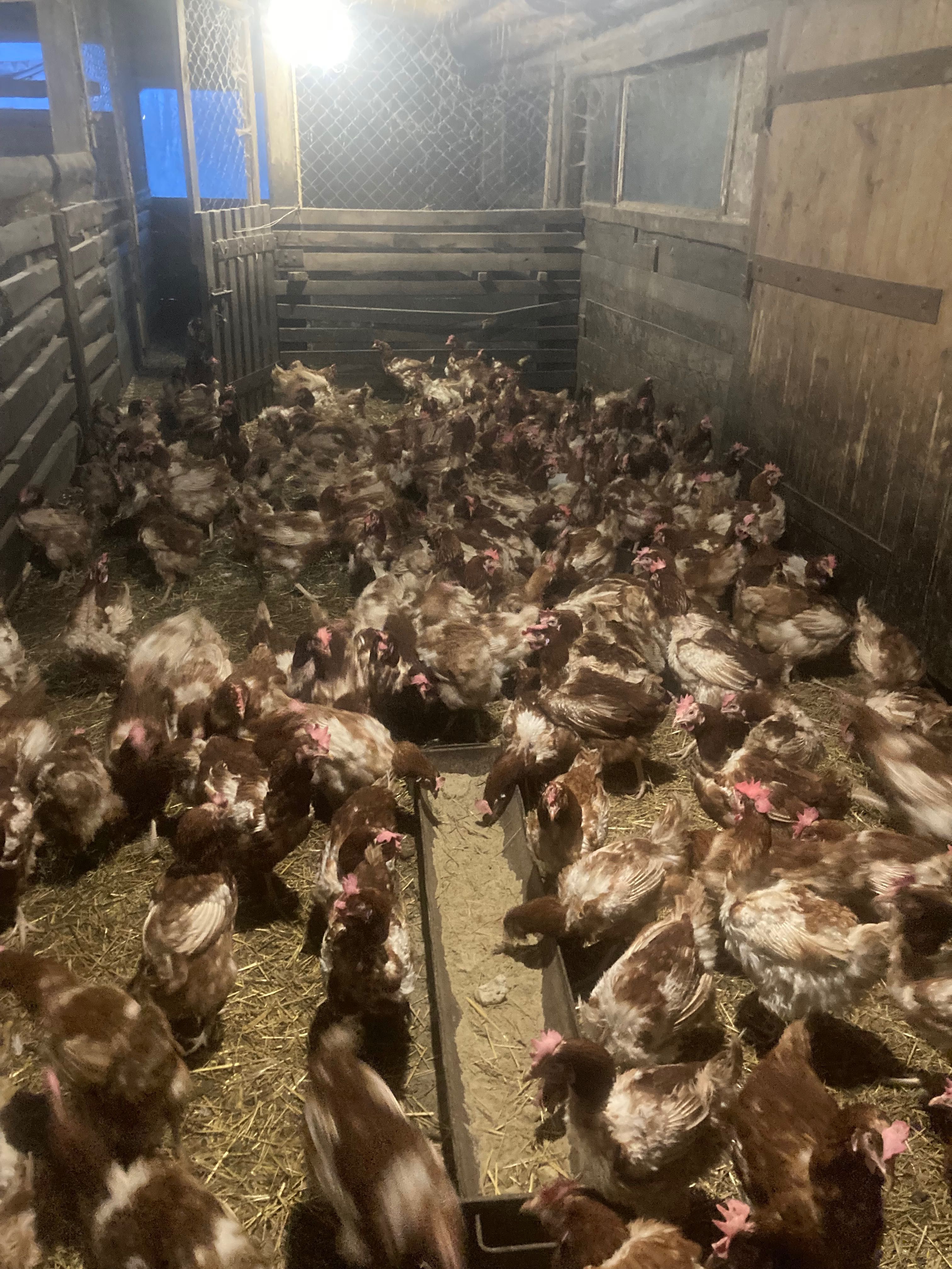 Продам кури несучки.