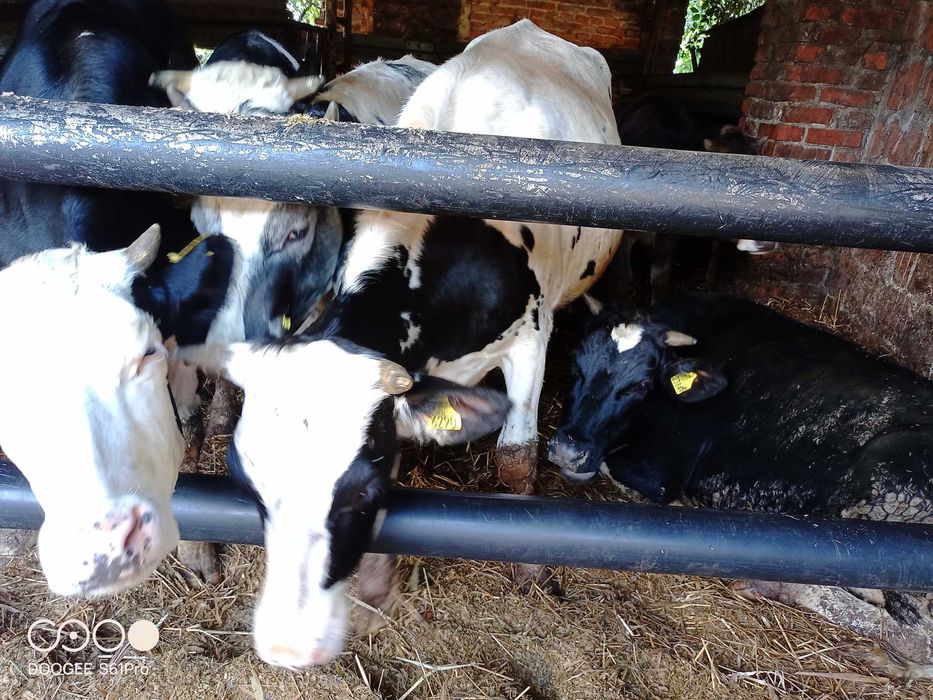 Jałowka hf zacielona