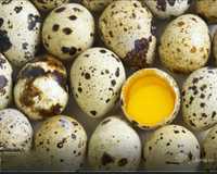 Продам перепелиные яйца оптом