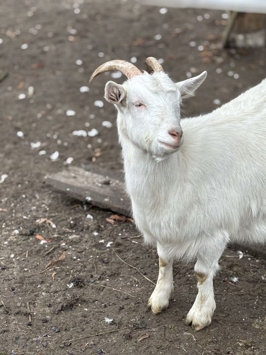 2 kozy młode samice