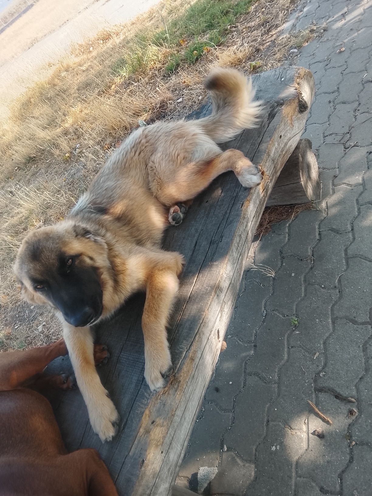 Cão para adopção