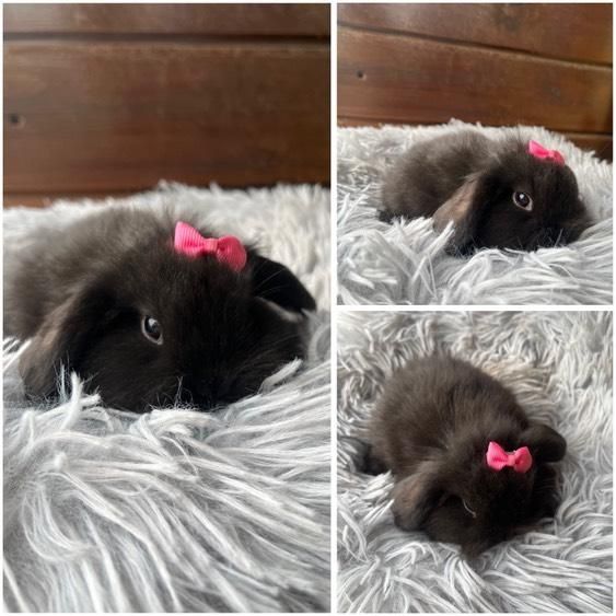 Króliczki Mini Lopki