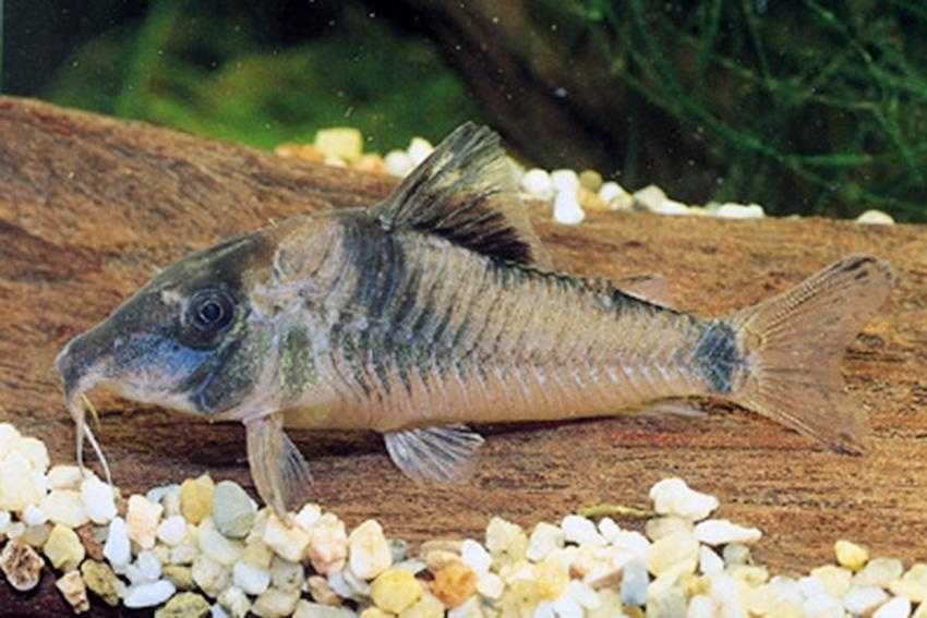 Kirysek zielony - Corydoras septentrionalis - Kirys - dowóz, wysyłka