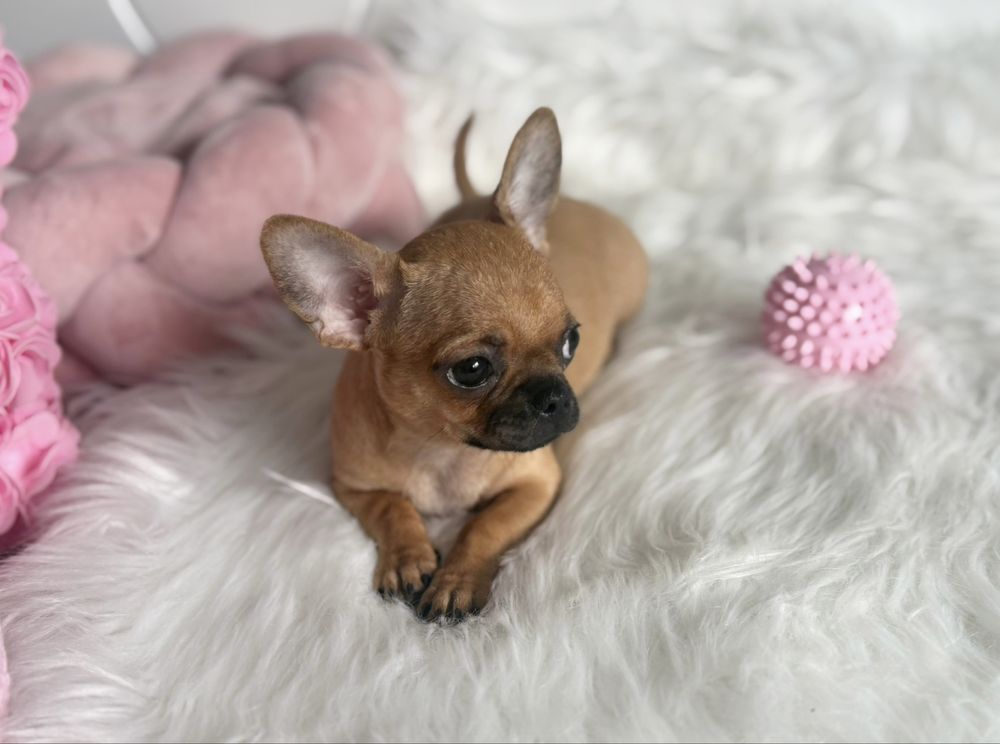 Chihuahua sliczna dziewczynka