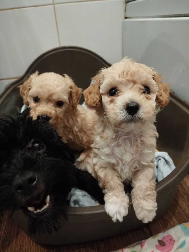 Suczka dziewczynka maltipoo f1b ( maltańczyk pudel ) GOTOWA DO ODBIORU