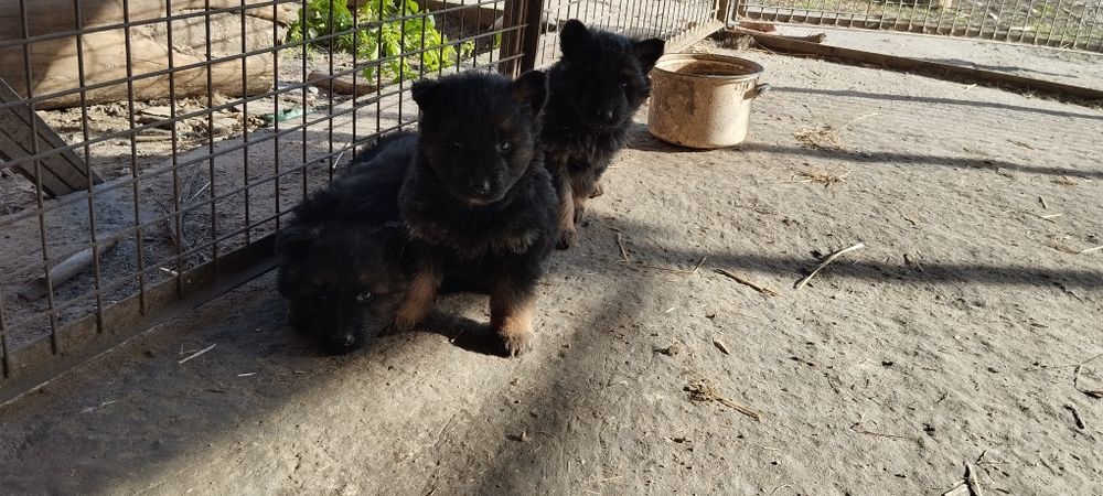 Sprzedam owczarka niemieckiego szczeniak