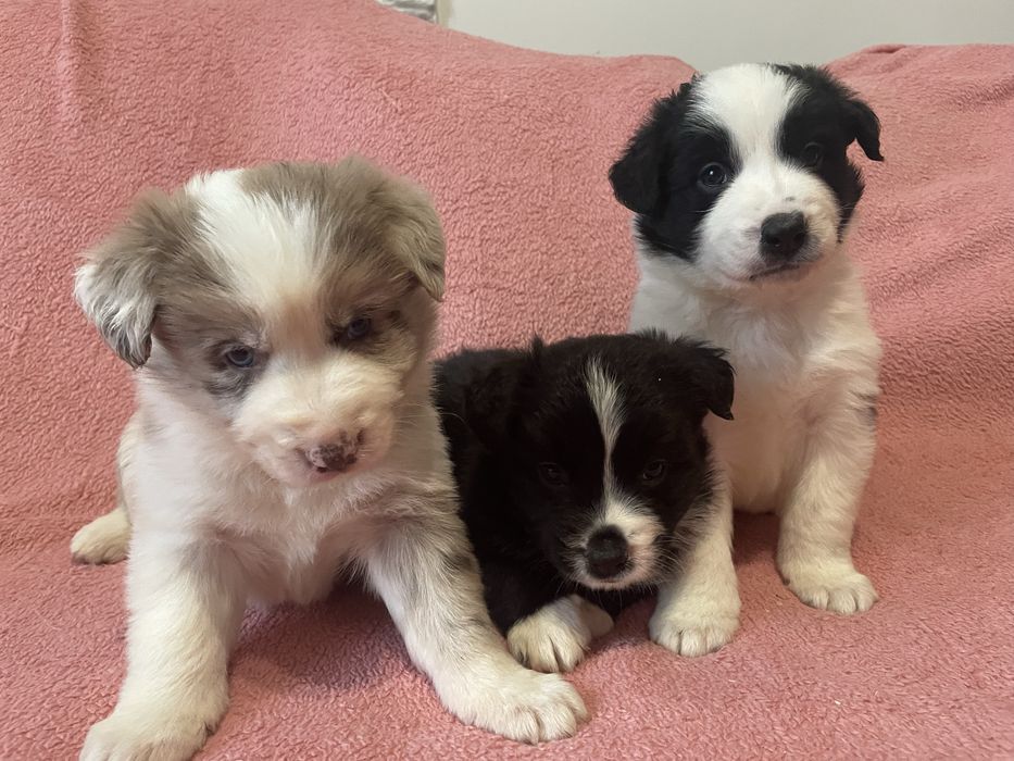 Border collie suczka