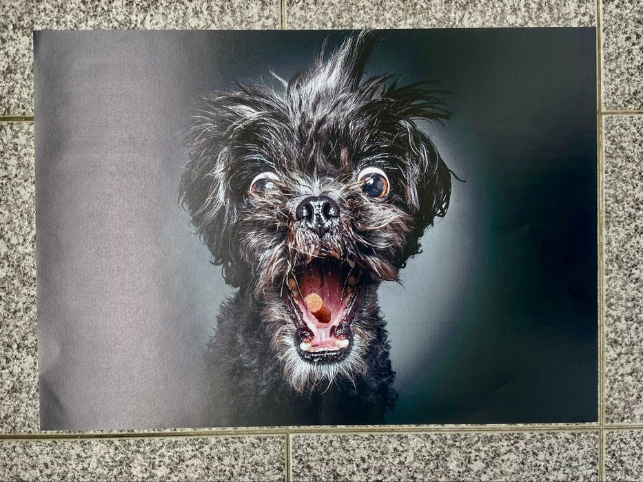 Fotos animais ( caes )