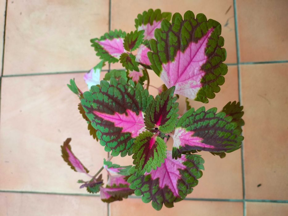 Arvores de fruto, plantas variadas