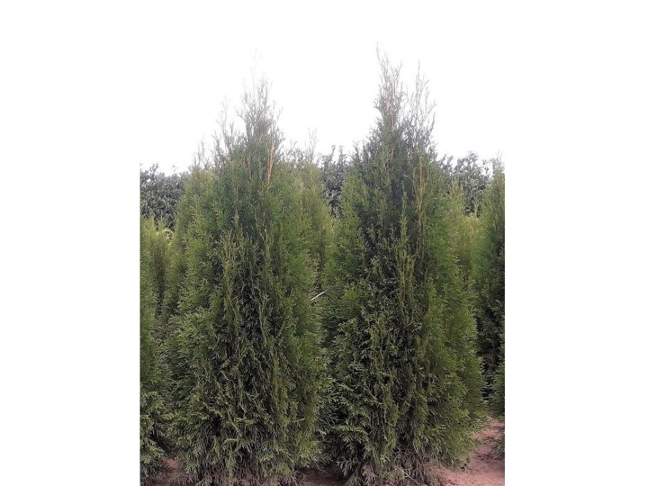 Tuja Szmaragd 160,180,200,220cm! Thuja Smaragd! Dowóz! Sadzimy! Tuje!