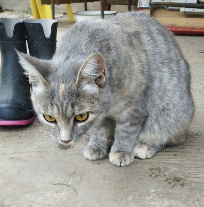 Шукають дім дві кішечки!(Дівчата)