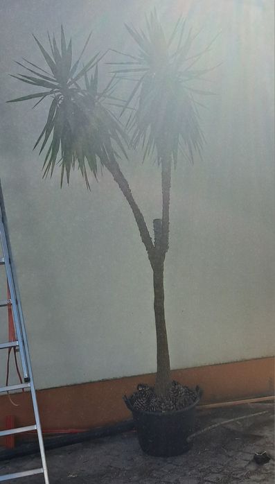 Planta de grande porte de jardim