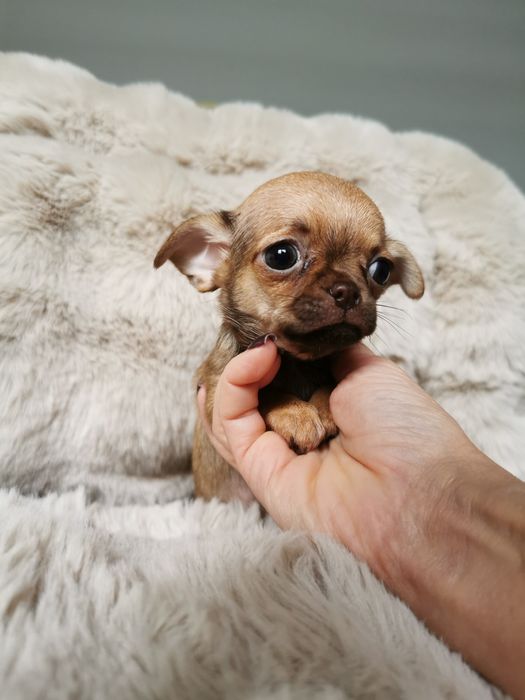 Malunia dziewczynka chihuahua CUDO