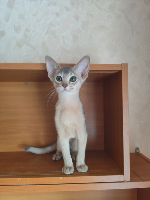 Абиссинские котята от питомника BURLESK UA
