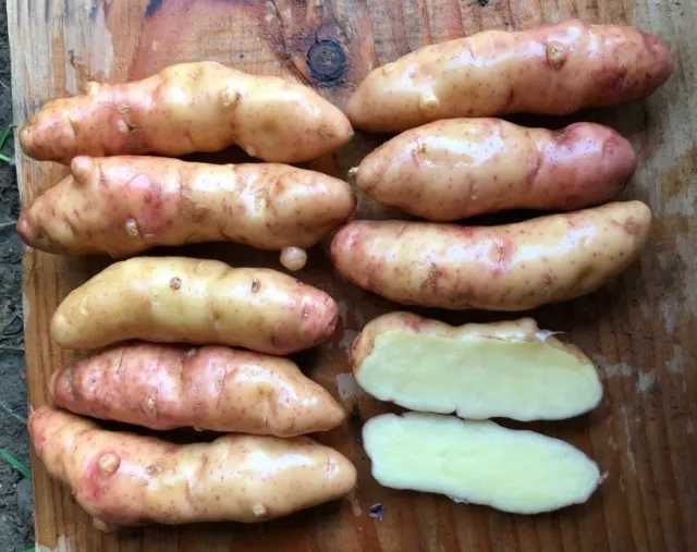 Batata BANANA MIX, deliciosas para semear ou pra comêr.