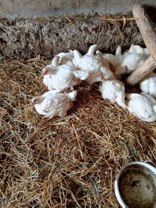 Kury nioski bardzo ładnie