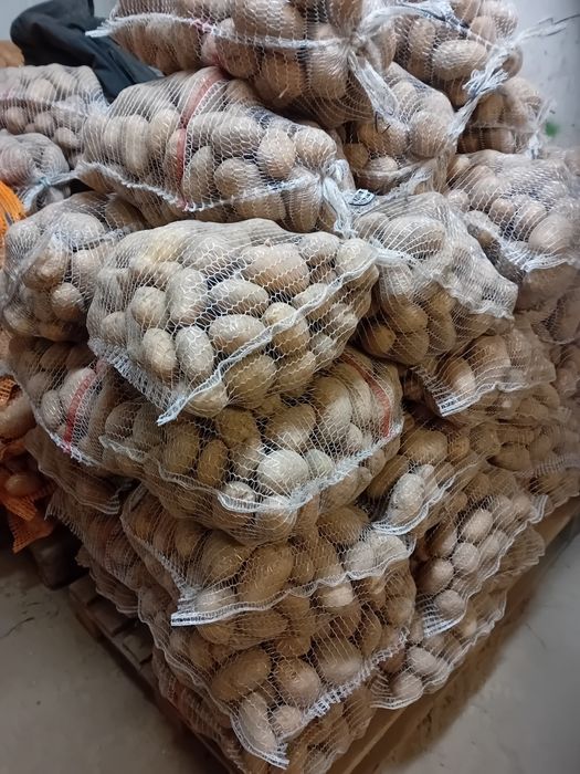 Sprzedam ziemniaki Melodia Catania