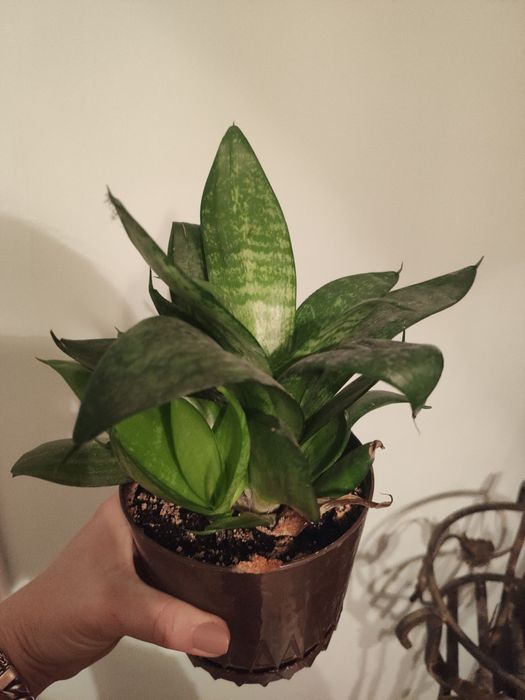 Рослина тещин язик