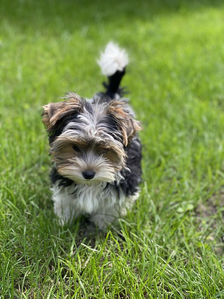 - Yorkshire  Terrier - biewer