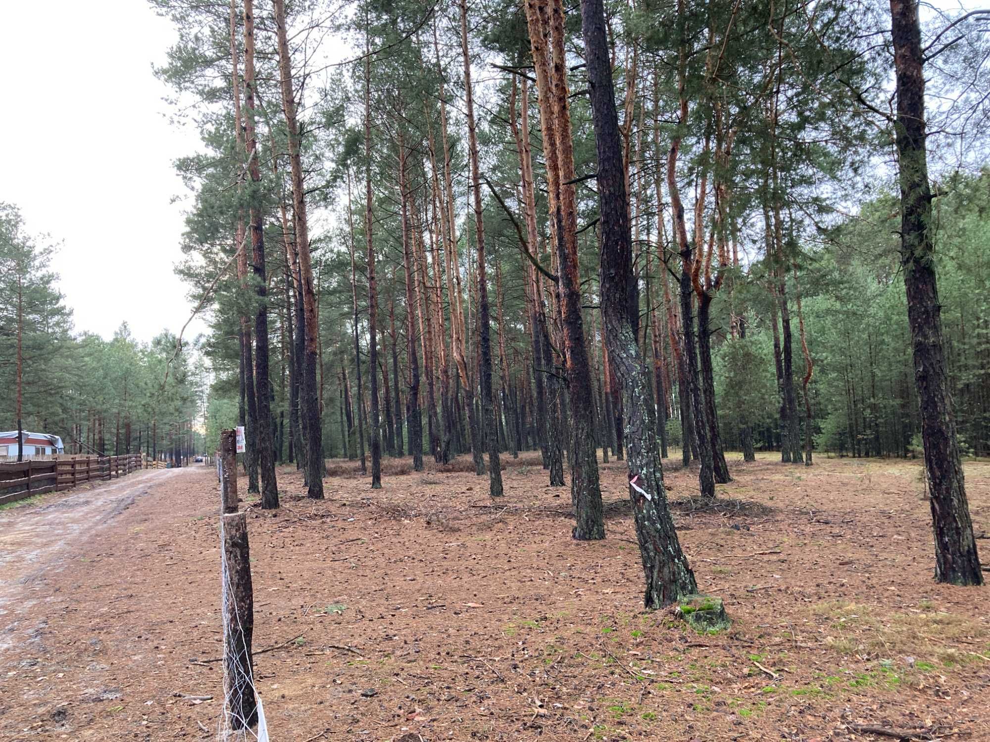 Działka leśna, Karolinów, Zalew Sulejowski