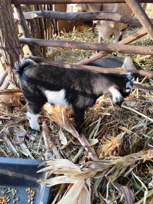 Cabrito anão  nascido a 11 de agosto
