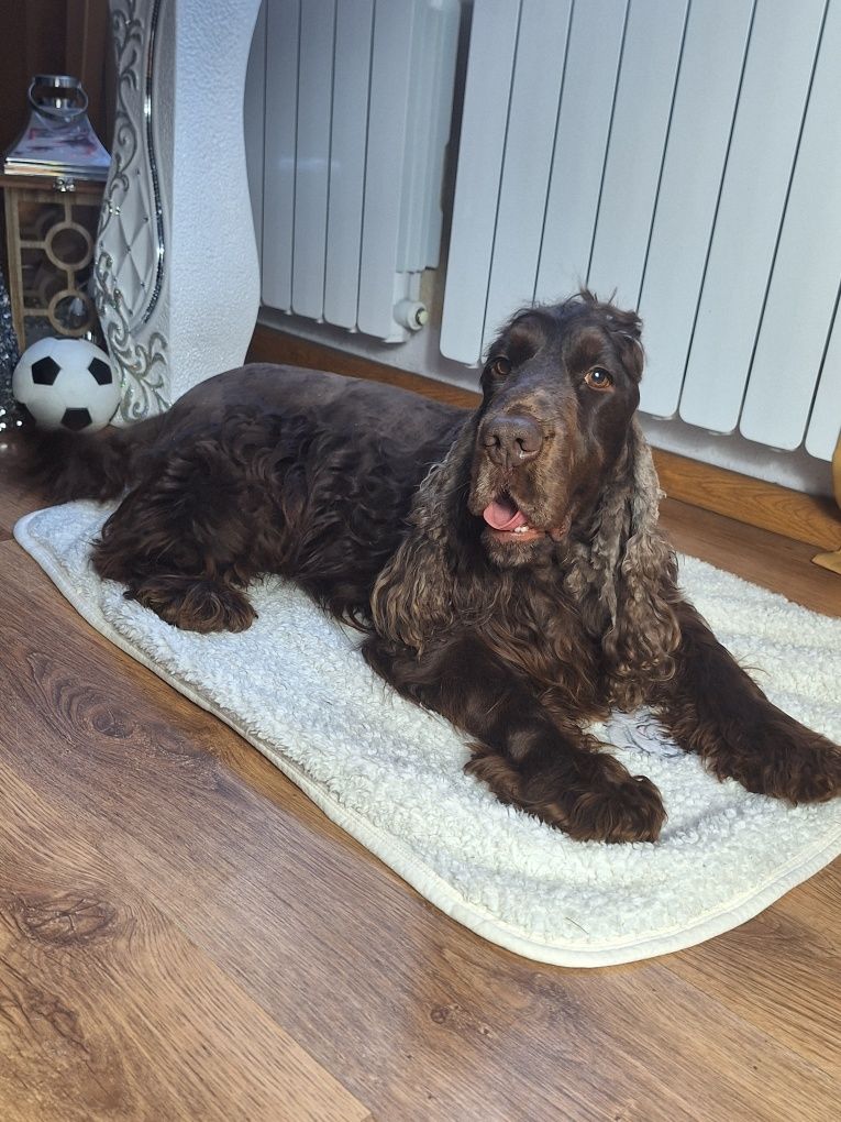 Cocker spaniel angielski- pies czekoladowy