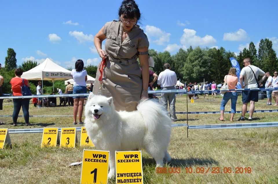 hod Chosago FCI Szczecin szczeniaczki samoyed 2024