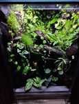 Terrarium tropikalne 40x40x60 gekon orzęsiony