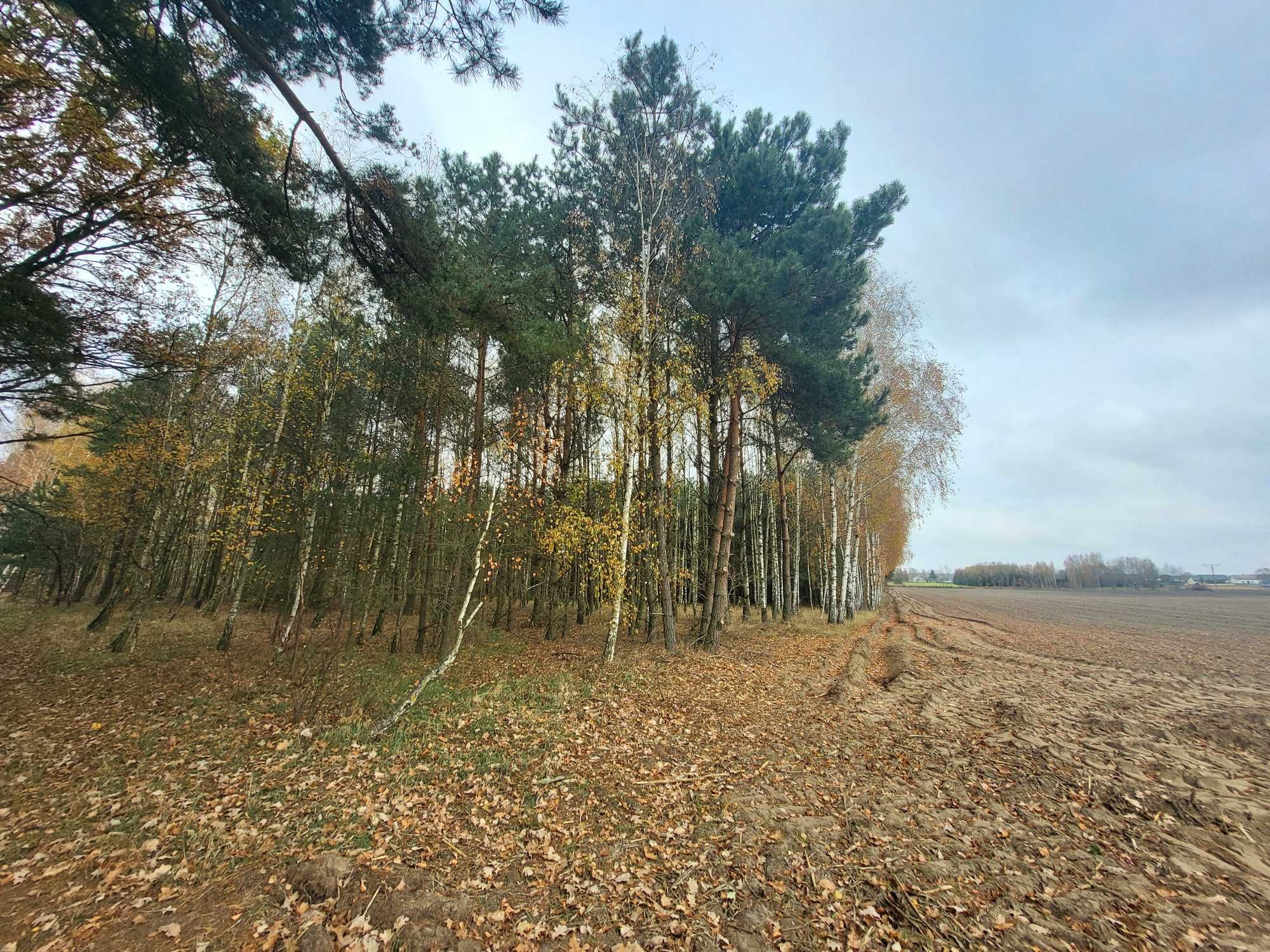 Działka przy lesie, niedaleko rzeki - Wola Młocka, k. Ciechanowa