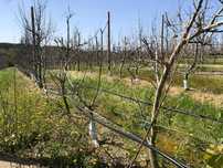 Terreno agrícola 3,28 ha com pomar de Pera Rocha e Maçã - Oeste